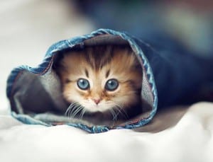 صور جميلة - قطة مختبئة